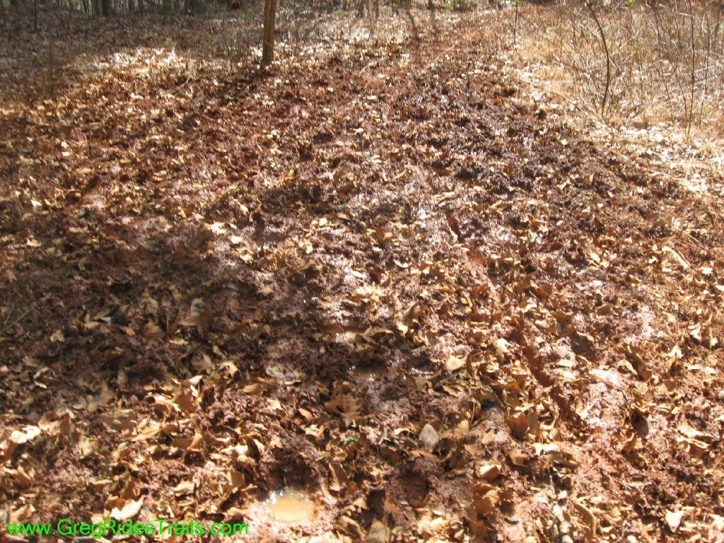 A forest trail covered in damp, muddy ground and scattered dry leaves, with sparse vegetation in the background. Jake Mountain Trails mountain bike trail.