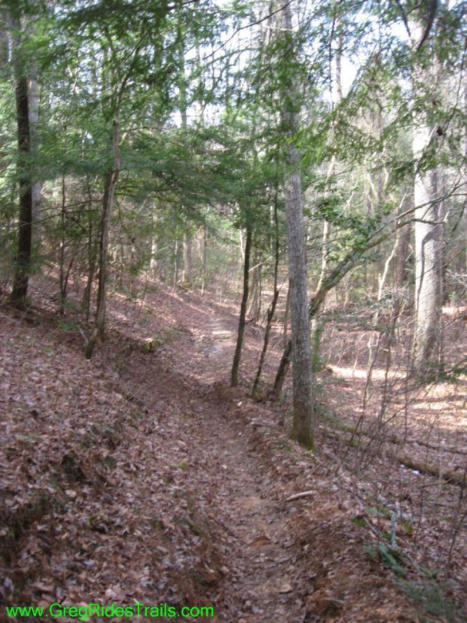 A winding dirt trail through a wooded forest, surrounded by tall trees and a carpet of fallen leaves, with sunlight filtering through the canopy above. Jake Mountain Trails mountain bike trail.
