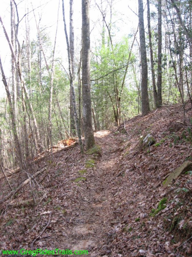 A winding dirt path through a wooded area, surrounded by tall trees and scattered fallen leaves. Sunlight filters through the branches, creating a serene and inviting atmosphere for hiking or nature walks. Jake Mountain Trails mountain bike trail.