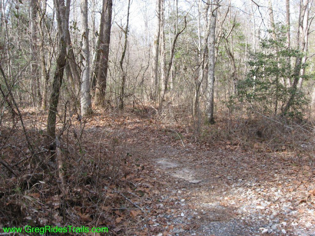 A dirt path winding through a forest with sparse trees and scattered leaves on the ground. The landscape appears to be in early spring or late fall, with bare branches and some greenery visible. Jake Mountain Trails mountain bike trail.