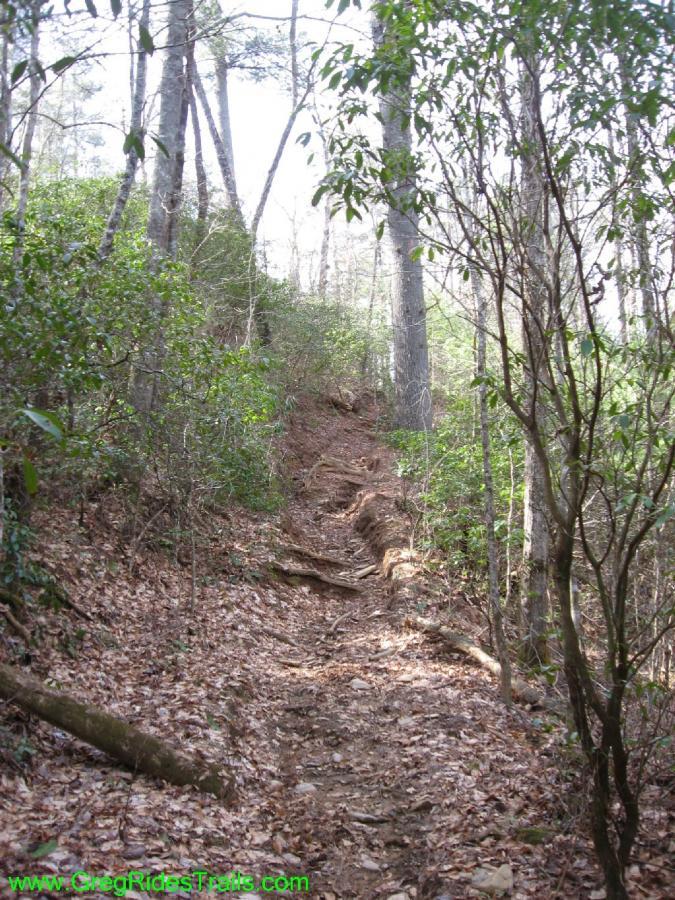 A narrow, winding hiking trail leads upward through a forest, surrounded by tall trees and lush greenery. The path is covered in fallen leaves and rocky sections, suggesting it may be steep and somewhat rugged. Soft sunlight filters through the trees, creating a serene, natural atmosphere. Jake Mountain Trails mountain bike trail.