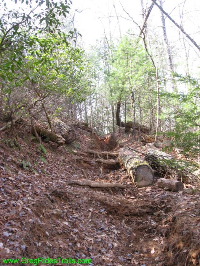 A narrow, overgrown hiking trail winding up a hillside, lined with fallen logs and scattered leaves. Sunlight filters through the trees, illuminating the rugged path that features rocky steps and roots. Surrounding vegetation includes small shrubs and tall trees, creating a serene woodland atmosphere. Jake Mountain Trails mountain bike trail.