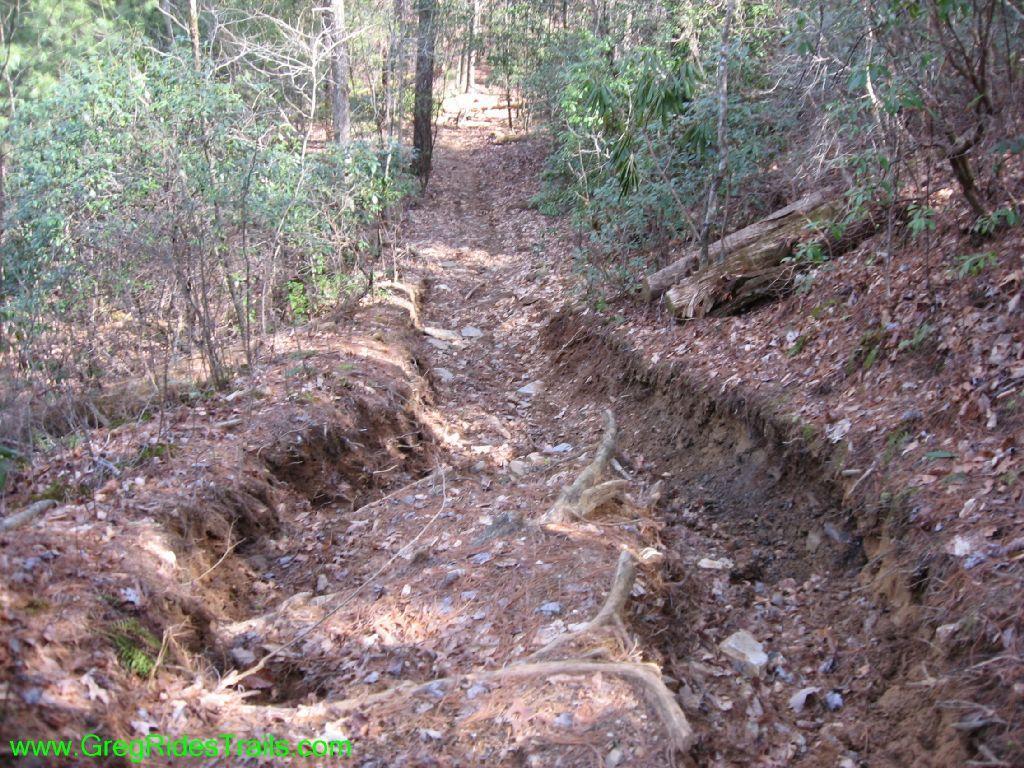 A dirt hiking trail surrounded by trees and underbrush, featuring a deep, eroded rut in the middle. The ground is covered with fallen leaves, small rocks, and exposed tree roots. Jake Mountain Trails mountain bike trail.
