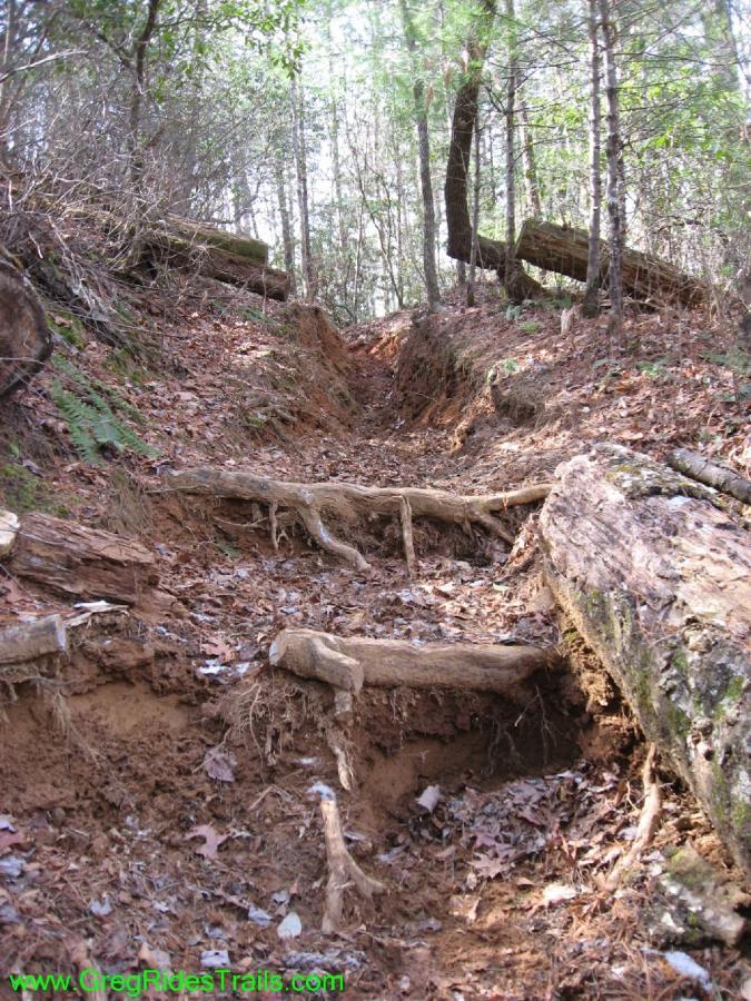 A wooded trail showing a steep, eroded path with exposed tree roots and fallen logs on either side, surrounded by dense greenery and sunlight filtering through the trees. Jake Mountain Trails mountain bike trail.