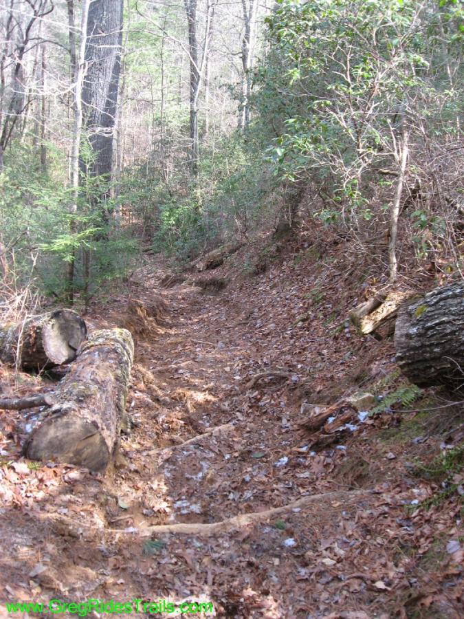 A narrow dirt trail winding through a wooded area, with fallen logs on either side and a carpet of brown leaves covering the ground. The surrounding trees are tall and include both evergreen and deciduous varieties, indicating a lush forest environment. The scene is tranquil and invites exploration. Jake Mountain Trails mountain bike trail.