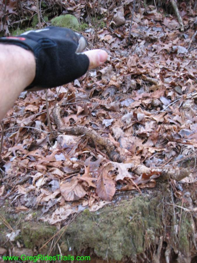 A hand wearing a black glove points toward a forest floor covered in dry leaves and exposed tree roots, with a backdrop of earthy tones and mossy stones. Jake Mountain Trails mountain bike trail.