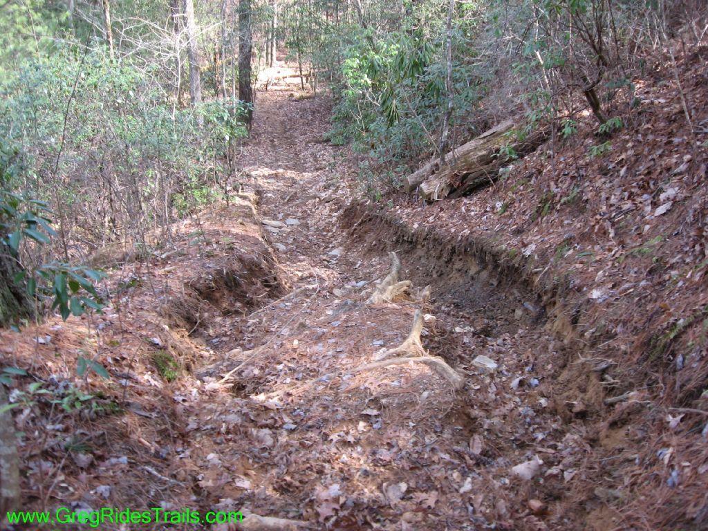 A narrow, winding dirt trail surrounded by trees and shrubbery, showing signs of erosion and exposed roots along the path. Pine needles and leaves cover the ground, suggesting a forested area. Jake Mountain Trails mountain bike trail.