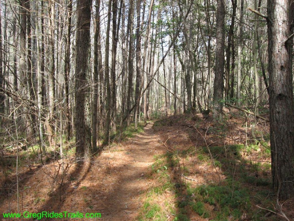 A winding dirt path through a dense forest of tall pine trees, with sunlight filtering through the branches, illuminating the ground covered in pine needles and patches of green underbrush. Jake Mountain Trails mountain bike trail.