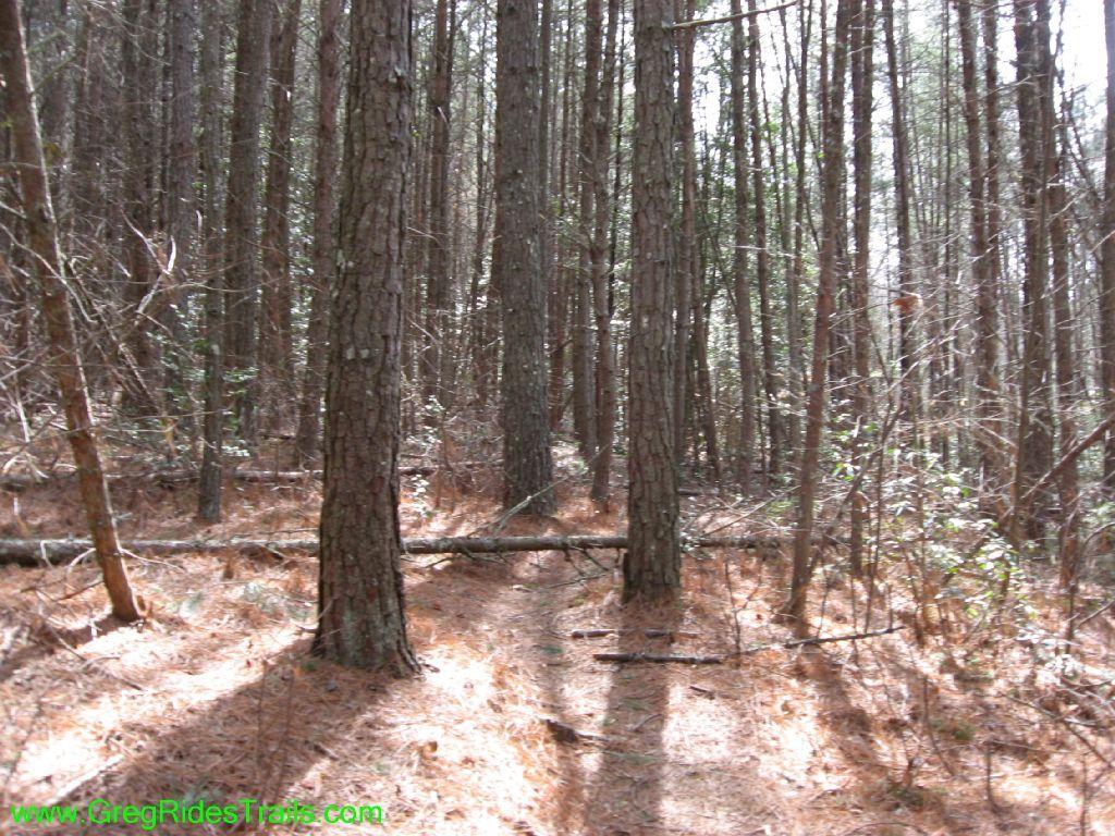 A serene forest scene featuring tall, slender pine trees surrounded by a carpet of pine needles. The sunlight filters through the branches, creating soft shadows on the ground. A fallen branch lies across a narrow dirt path that winds through the trees, inviting exploration. Jake Mountain Trails mountain bike trail.