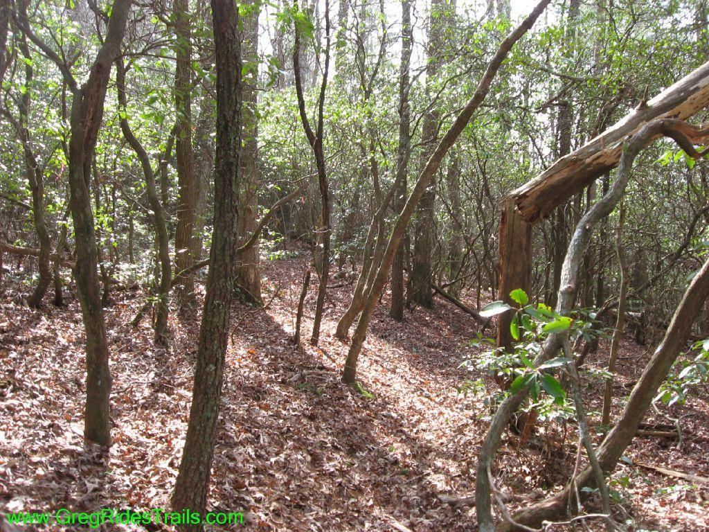 A wooded area featuring tall trees and dense underbrush, with sunlight filtering through the foliage. The ground is covered with fallen leaves, creating a natural forest setting. There are winding paths visible among the trees. Jake Mountain Trails mountain bike trail.