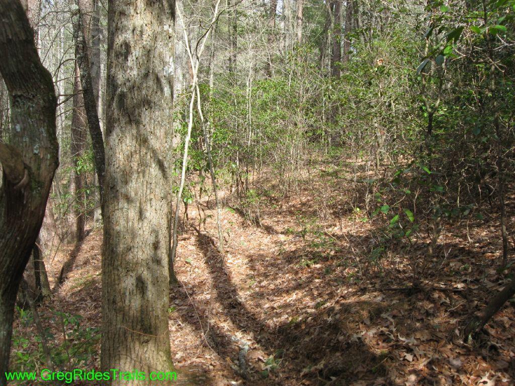 A forest scene featuring tall trees with textured bark, surrounded by underbrush and fallen leaves. Sunlight filters through the branches, casting shadows on the forest floor. The path appears winding and natural, showcasing the lush greenery typical of a woodland environment. Jake Mountain Trails mountain bike trail.