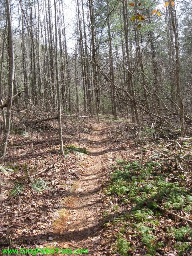 A winding dirt trail enveloped by tall, slender trees and scattered fallen leaves, with patches of green foliage on the ground. The scene captures a serene forest setting, suggesting a peaceful outdoor hike. Turner Creek Trail mountain bike trail.