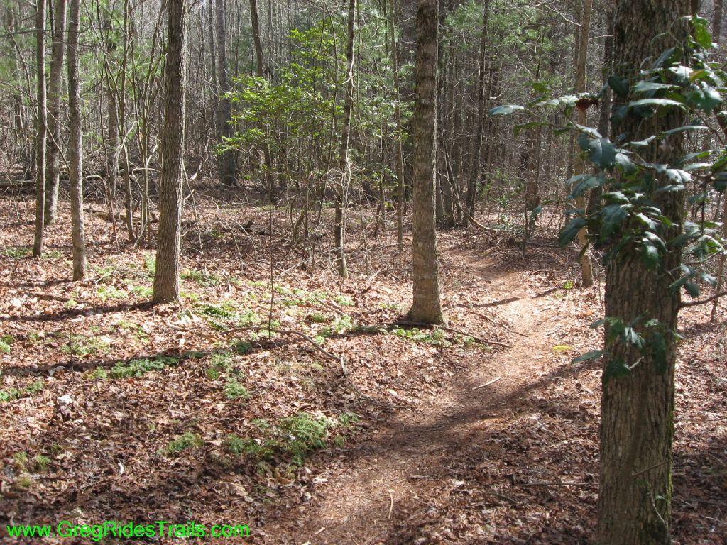A forest trail winding through a wooded area, surrounded by trees and scattered leaves on the ground, with patches of green underbrush. The sunlight filters through the canopy, creating a serene atmosphere. Turner Creek Trail mountain bike trail.