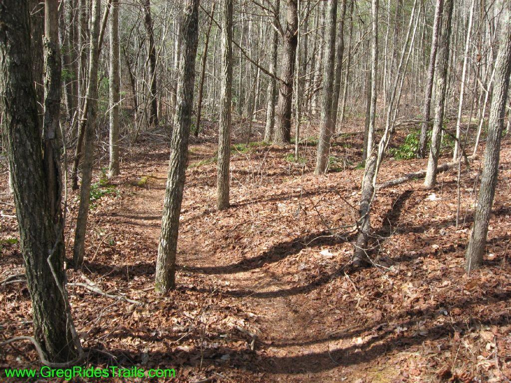 A winding dirt trail through a deciduous forest, surrounded by slender trees and covered in fallen leaves. Sunlight filters through the branches, highlighting the natural path that leads deeper into the woods. Turner Creek Trail mountain bike trail.