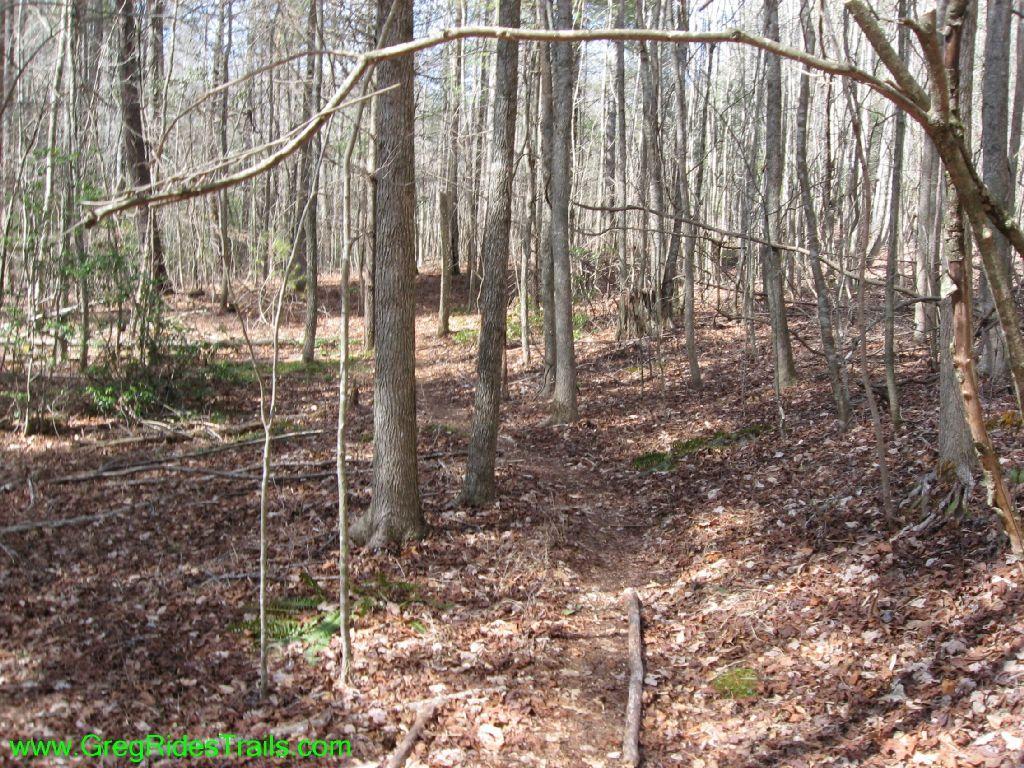 A narrow dirt trail winding through a dense forest, surrounded by tall trees with bare branches and a carpet of fallen leaves on the ground. Shafts of sunlight filter through the tree canopy, illuminating patches of greenery and moss along the trail. Turner Creek Trail mountain bike trail.