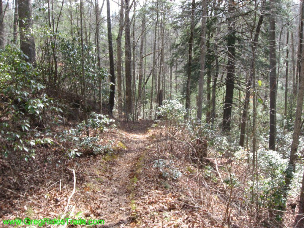 A narrow dirt trail winding through a dense forest, lined with tall trees and scattered bushes. The ground is covered with fallen leaves, and the surroundings are quiet and natural, suggesting a peaceful hiking environment. Turner Creek Trail mountain bike trail.