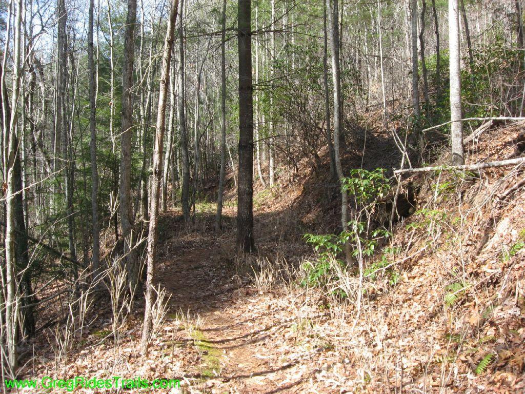 A narrow dirt path winding through a forested area with trees, underbrush, and fallen leaves, under a clear sky. Turner Creek Trail mountain bike trail.