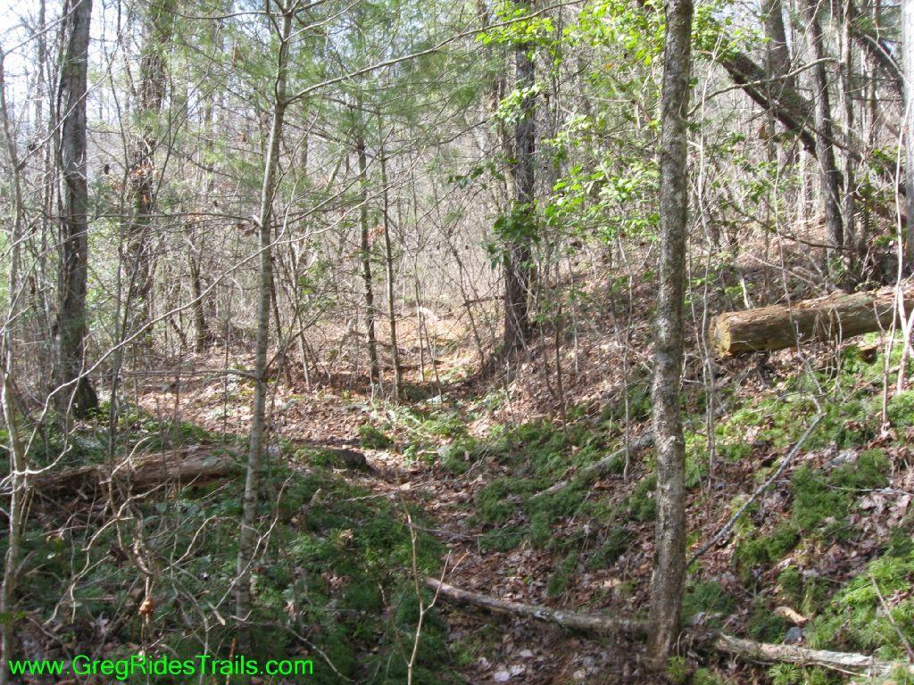A wooded trail surrounded by trees, with a path visible leading into the distance. The ground is covered with fallen leaves and patches of green moss. Sunlight filters through the branches, creating a serene forest atmosphere. Turner Creek Trail mountain bike trail.
