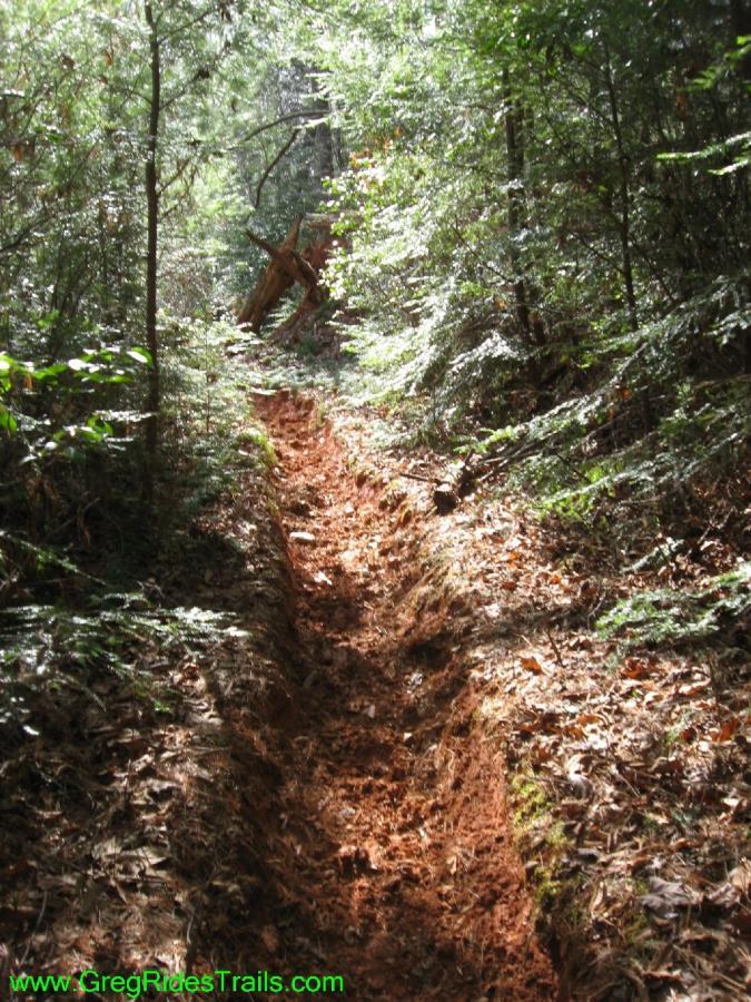 A narrow dirt path winding through a densely wooded forest, showcasing the soil's reddish hue and surrounded by lush greenery. Sunlight filters through the trees, casting a natural light on the trail. Fallen leaves and small rocks are scattered along the path, indicating a rustic, unpaved hiking trail. Jake to Bull Mountain Connecter mountain bike trail.