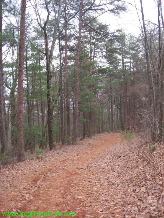 A dirt trail winding through a wooded area with tall trees, some evergreen and others bare, surrounded by a carpet of fallen leaves. The atmosphere appears tranquil, inviting a sense of exploration in nature. Turner Creek Trail mountain bike trail.