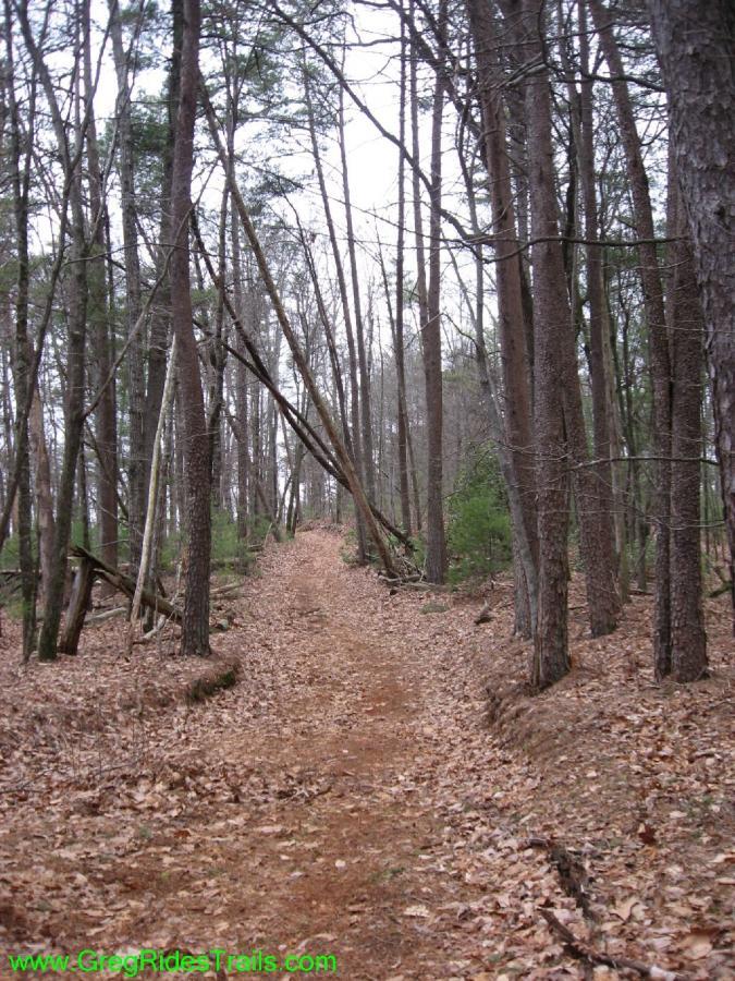 A dirt trail winding through a wooded area with tall, bare trees on either side and scattered fallen leaves on the ground. The scene conveys a serene, natural environment, with a slight incline visible in the distance. Turner Creek Trail mountain bike trail.