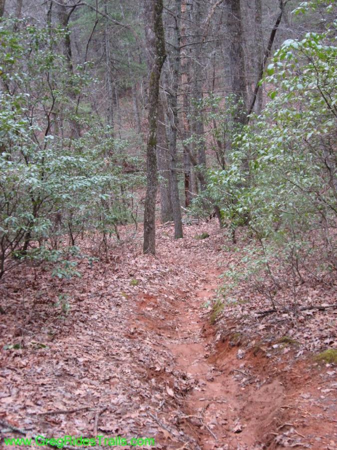 A narrow dirt path winds through a dense forest, with tall trees and lush green foliage on either side. The ground is covered with fallen leaves and reddish soil, suggesting a natural, rustic environment. The atmosphere appears tranquil and serene, typical of a secluded woodland area. Turner Creek Trail mountain bike trail.