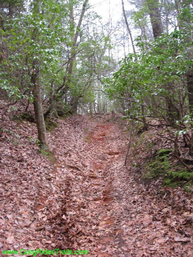 A narrow dirt trail winding through a wooded area, surrounded by trees and dense greenery. The ground is covered with fallen leaves, and the path appears slightly worn, indicating it’s used for hiking or walking. Turner Creek Trail mountain bike trail.