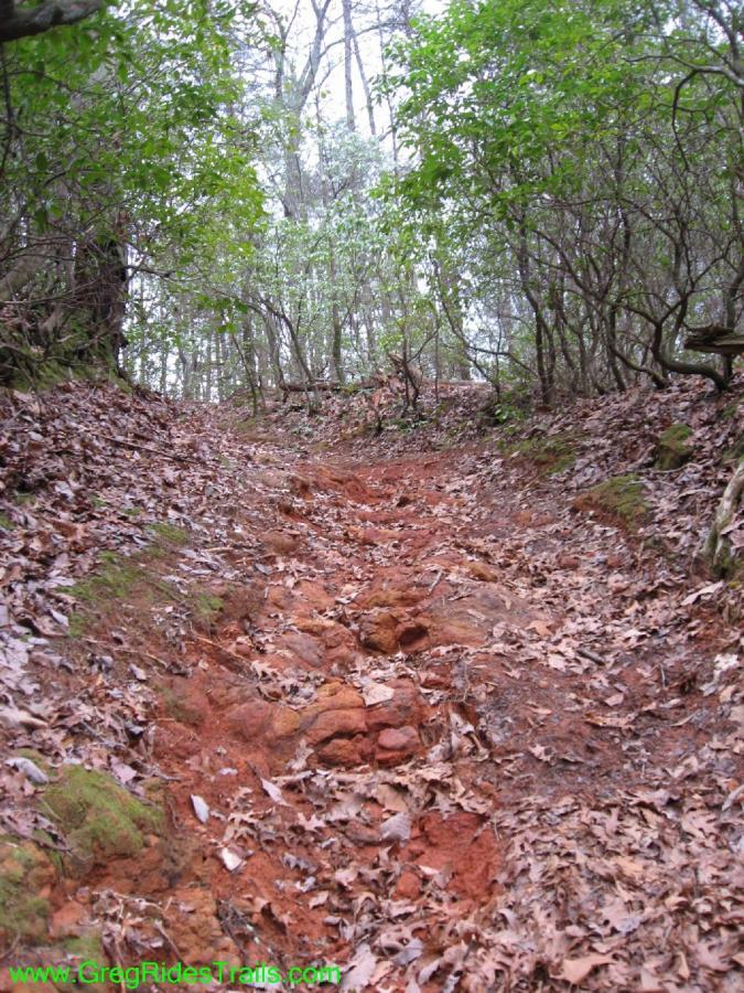 A narrow dirt trail winding through a forested area, with a rough, reddish-brown path and scattered dry leaves on the ground. Surrounding the trail are dense green foliage and trees, creating a natural, untouched environment. Turner Creek Trail mountain bike trail.