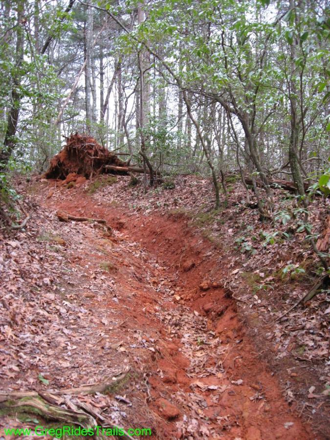 A winding, narrow dirt trail surrounded by trees, featuring red soil and scattered leaves. An uprooted tree can be seen in the background, indicating the natural landscape's rugged terrain. Turner Creek Trail mountain bike trail.