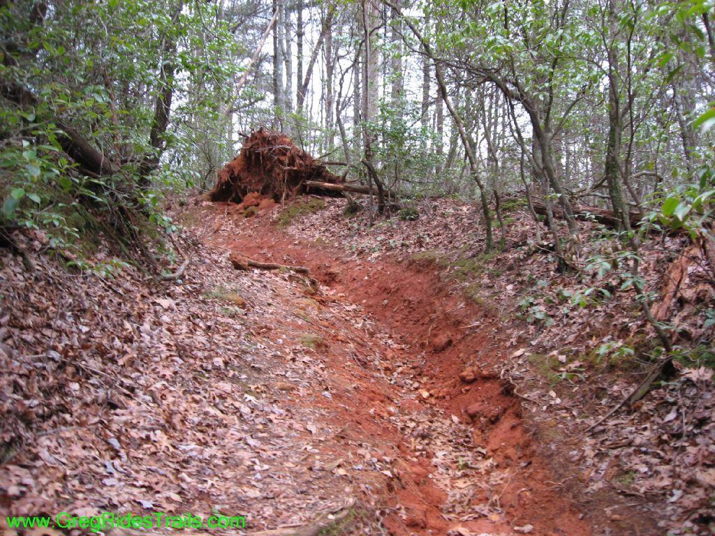 A forest trail featuring reddish-brown dirt and scattered dry leaves, bordered by dense greenery and trees. An uprooted tree is visible in the background, indicating recent natural disturbance. Turner Creek Trail mountain bike trail.