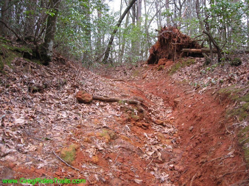A narrow dirt trail winding through a forest, lined with fallen leaves and earthy red soil. An uprooted tree is visible on one side, showcasing exposed roots and disturbed earth, surrounded by dense underbrush and trees. Turner Creek Trail mountain bike trail.