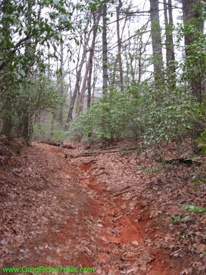 A narrow, winding dirt trail meanders through a wooded area, flanked by lush green foliage and trees. The ground is covered in fallen leaves, with exposed reddish-brown soil along the path. The scene conveys a peaceful, natural setting ideal for hiking or exploring. Turner Creek Trail mountain bike trail.