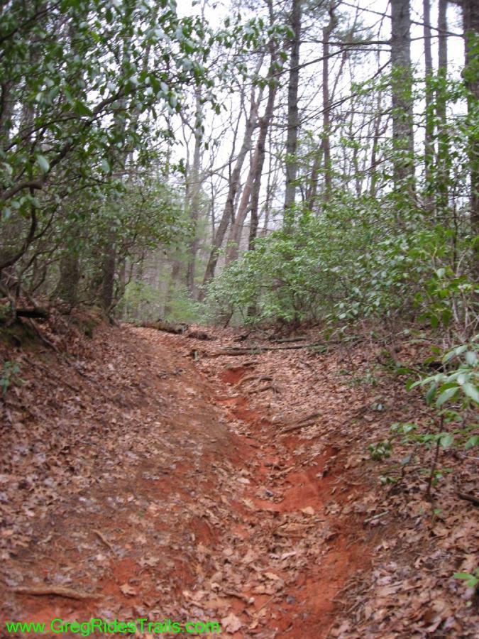 A narrow dirt trail winding through a dense forest, surrounded by tall trees and green underbrush. The path is covered with fallen leaves and has a distinct reddish hue, indicating clay soil. Twisted branches and greenery frame the sides of the trail, creating a natural, rustic setting. Turner Creek Trail mountain bike trail.