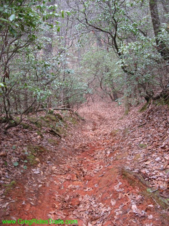 A narrow dirt trail winding through a wooded area, covered with dried leaves and surrounded by green foliage. The path has a reddish color and is flanked by bushes and trees, creating a serene and natural atmosphere. Turner Creek Trail mountain bike trail.