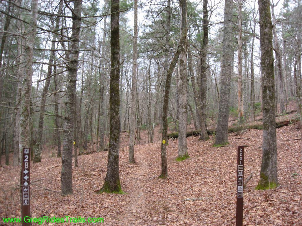 A tranquil forest scene featuring a dirt trail marked with signs indicating trail options. The ground is covered with brown leaves, and trees with bare branches surround the area, creating a serene and natural atmosphere. Turner Creek Trail mountain bike trail.