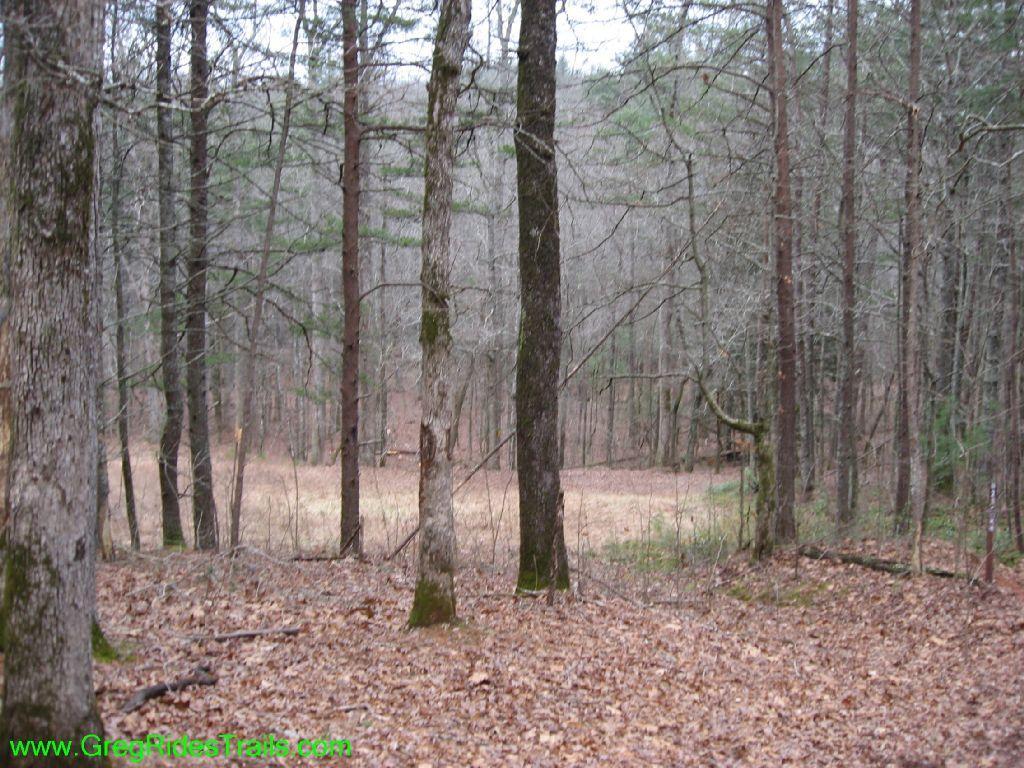 A tranquil wooded area featuring tall trees and a clearing in the background. The ground is covered with brown leaves, and the scene is enveloped in a muted, overcast light, creating a peaceful atmosphere. Turner Creek Trail mountain bike trail.