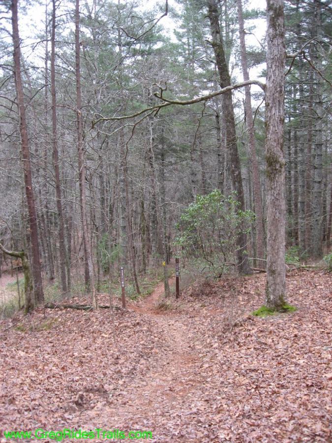 A forest trail path surrounded by tall trees, with a carpet of fallen leaves covering the ground. Two wooden trail markers are visible on either side of the path, indicating directions. The setting appears tranquil and natural, reflecting a typical woodland environment. Turner Creek Trail mountain bike trail.