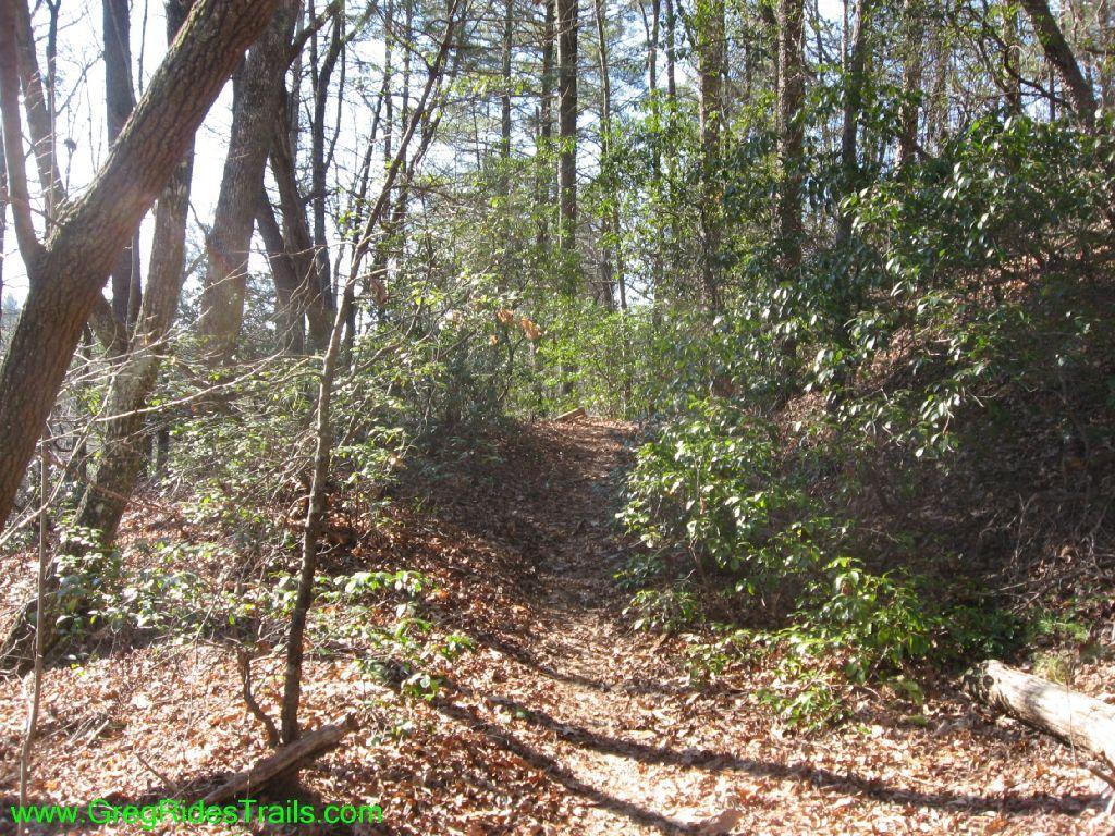 A sunlit forest trail winding through trees and greenery, with scattered leaves on the ground and a sense of tranquility in the natural setting. Turner Creek Trail mountain bike trail.
