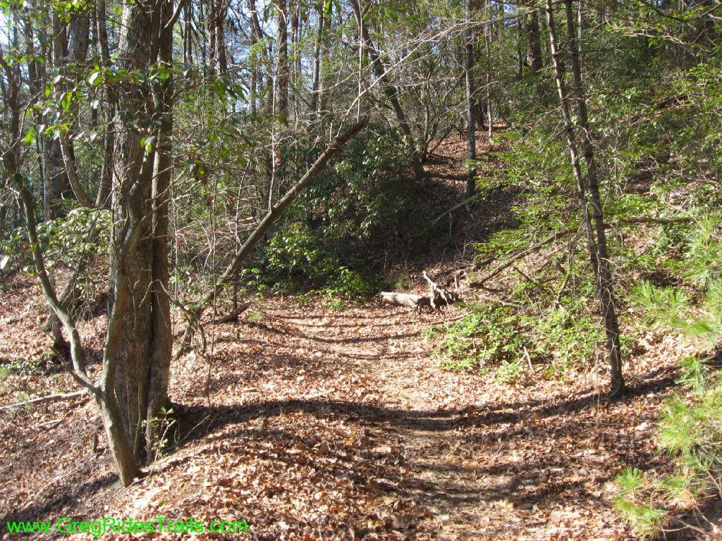 A narrow hiking trail winding through a dense forest, with a carpet of fallen leaves and scattered twigs. Sunlight filters through the trees, illuminating the pathway surrounded by lush greenery and earthy tones. Turner Creek Trail mountain bike trail.