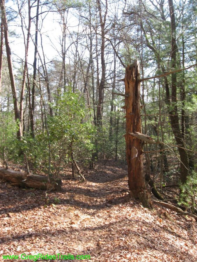 A winding forest trail surrounded by tall trees, with a weathered tree stump on the left side and lush greenery. The ground is covered with fallen leaves, and the sunlight filters through the branches, creating a peaceful and natural atmosphere. Turner Creek Trail mountain bike trail.