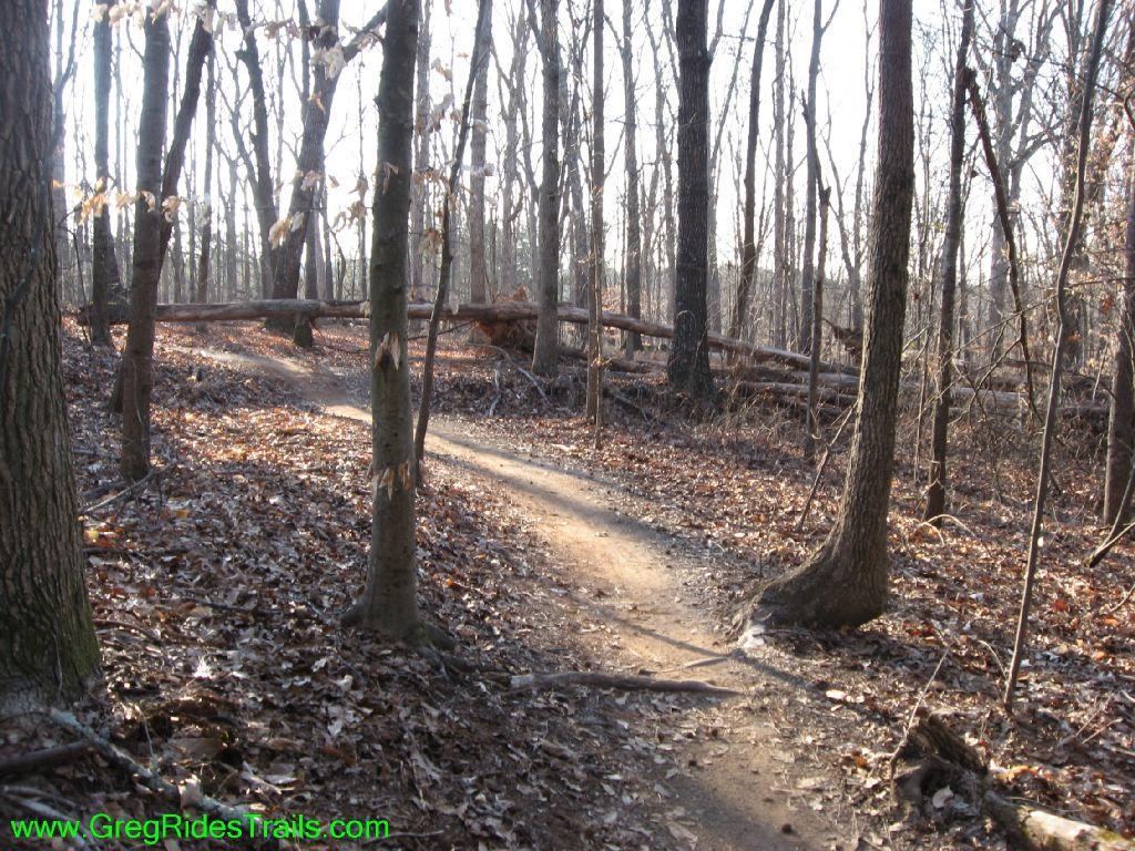 A winding dirt trail through a wooded area, surrounded by tall trees and scattered fallen leaves, with sunlight filtering through the branches. A fallen log crosses the path in the distance. Gainesville College mountain bike trail.