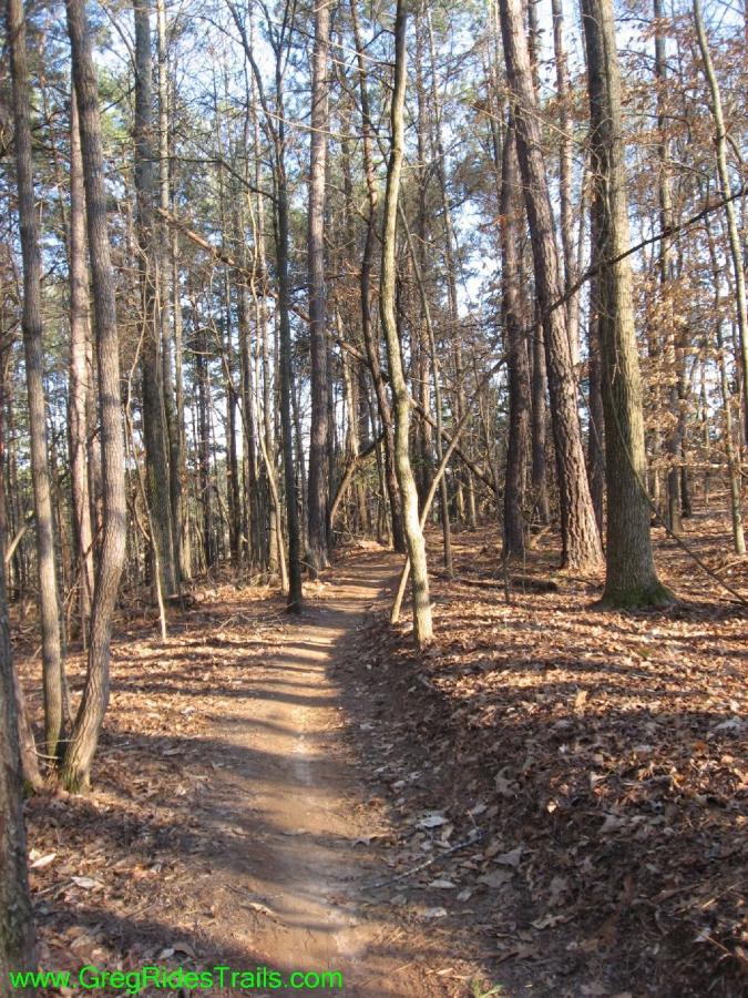 A narrow dirt path winds through a wooded area, surrounded by tall trees and fallen leaves. Sunlight filters through the branches, creating a serene atmosphere in the forest. Gainesville College mountain bike trail.