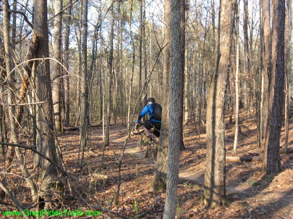 A mountain biker navigates a winding trail through a dense forest of tall trees, with fallen leaves covering the ground. The biker is wearing a blue jacket and a helmet, captured mid-motion as they ride along the path. The sunlight filters through the branches, creating a serene and adventurous atmosphere. Gainesville College mountain bike trail.