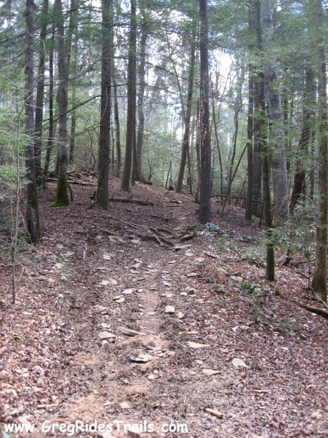 A winding dirt trail surrounded by tall trees and dense foliage, with rocky sections and scattered leaves on the ground. The path leads upward into a forested area, showcasing a natural, rugged landscape. Jake Mountain Trails mountain bike trail.