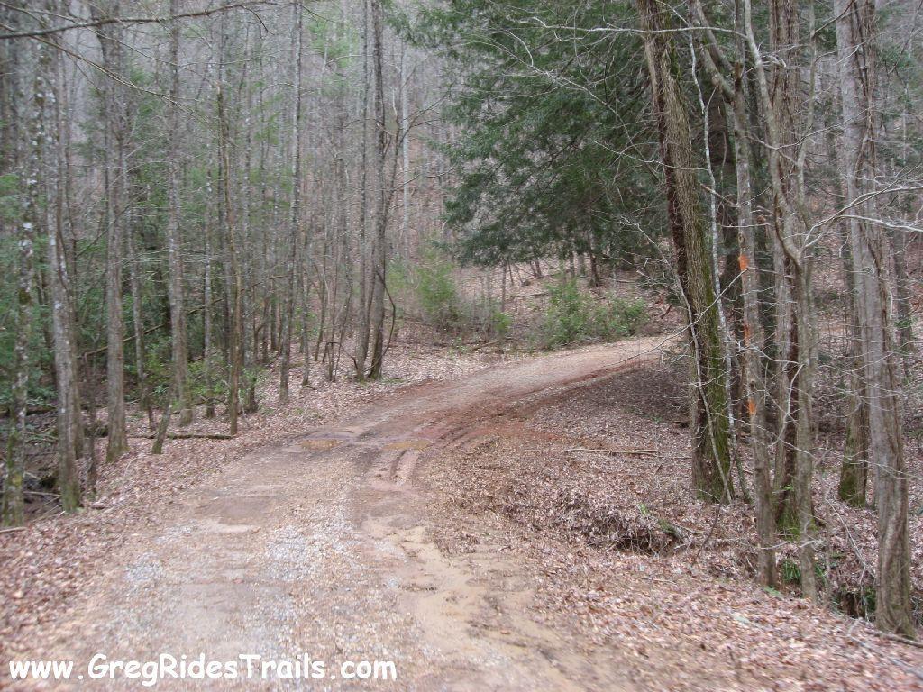 A winding dirt path surrounded by bare trees and greenery, leading into a forested area. The ground is covered in leaves and gravel, with a slight slope visible. The atmosphere is quiet and natural, typical of a wooded trail. Montgomery Creek Trail mountain bike trail.