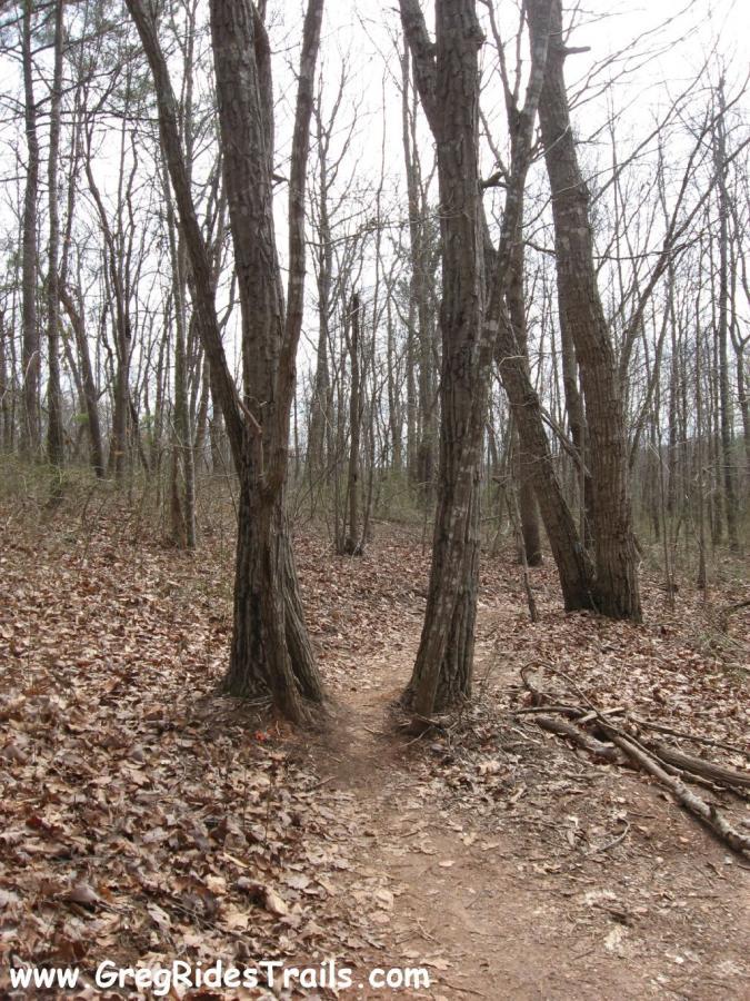 A narrow dirt path winding through a wooded area, flanked by two tall trees with bare branches. The ground is covered in brown leaves, and the scene is set on a cloudy day with sparse greenery in the background. Chicopee Woods mountain bike trail.