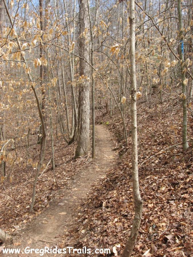 A narrow dirt trail winding through a forest with bare trees and fallen leaves on the ground. The sunlight filters through the branches, creating a serene atmosphere in the natural setting. Chicopee Woods mountain bike trail.