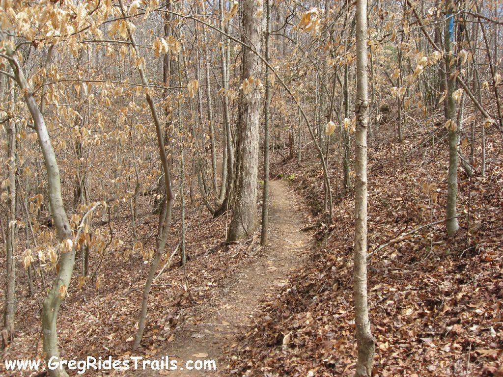 A narrow dirt trail winds through a forest with leafless trees and scattered dry leaves on the ground, indicating late autumn or early winter. The trail is flanked by slender trunks and a few hanging dried leaves, creating a serene, natural setting. Chicopee Woods mountain bike trail.