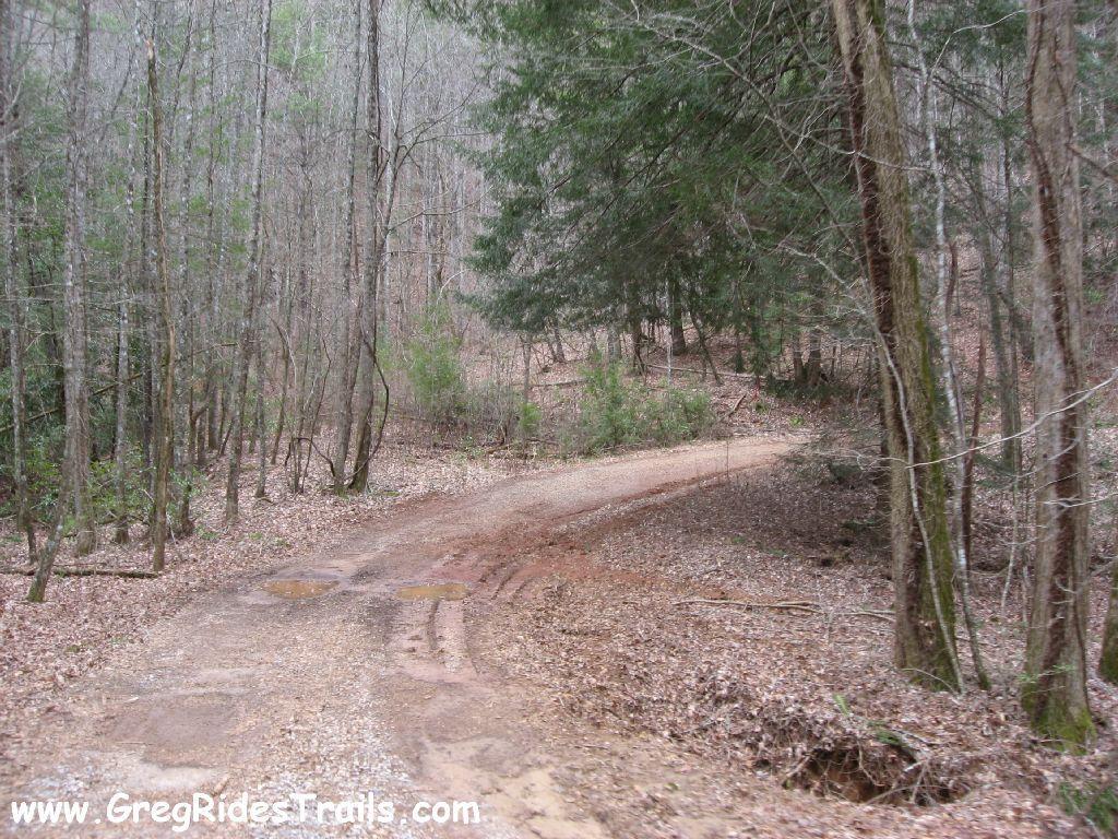 A winding dirt road surrounded by bare trees and scattered leaves, leading through a wooded area. The path has some puddles and is lined with small shrubs in the background. Montgomery Creek Trail mountain bike trail.