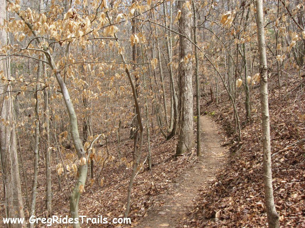 A winding dirt trail through a wooded forest during late fall, surrounded by trees with sparse, dry leaves and a carpet of brown foliage on the ground. The scene conveys a quiet, natural atmosphere, typical of a rural hiking path. Chicopee Woods mountain bike trail.